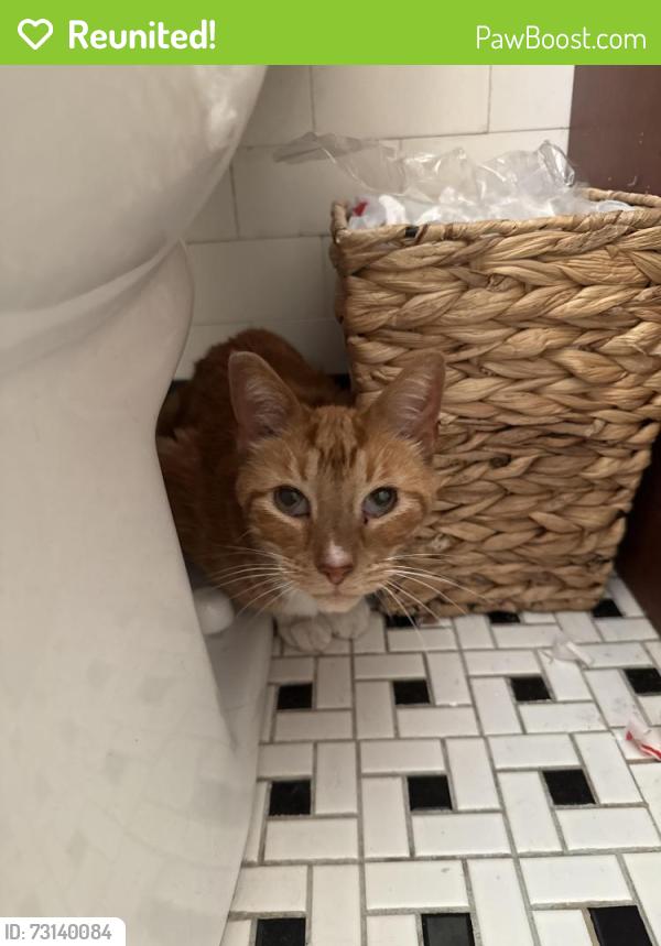Reunited Unknown Cat last seen Hurlbut and N Newcastle , Chicago, IL 60631
