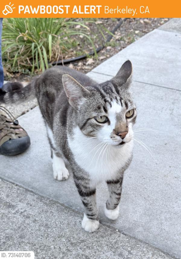 Found/Stray Unknown Cat last seen Slater and Alvarado, Berkeley, CA 94705