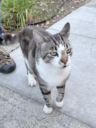 Found/Stray Unknown Cat last seen Slater and Alvarado, Berkeley, CA 94705