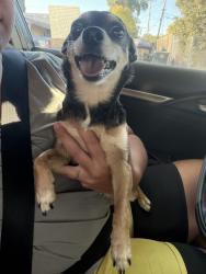 Reunited Female Dog last seen Dover, Fairfield, CA 94533