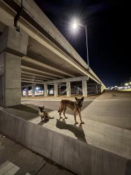 Found/Stray Male Dog last seen Copart auto yard (3999 TX-335 Loop Bldg 1, Amarillo, TX 79118), Amarillo, TX 79118