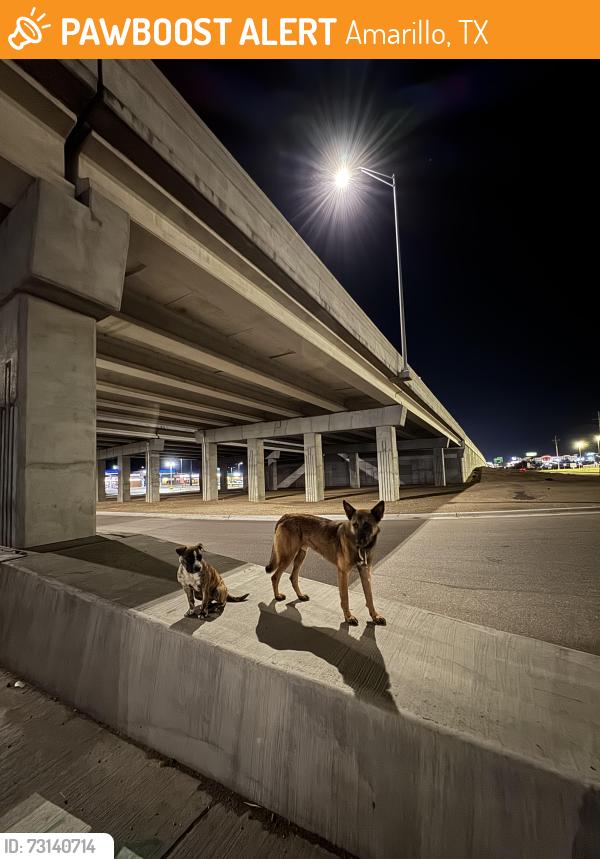 Found/Stray Male Dog last seen Copart auto yard (3999 TX-335 Loop Bldg 1, Amarillo, TX 79118), Amarillo, TX 79118