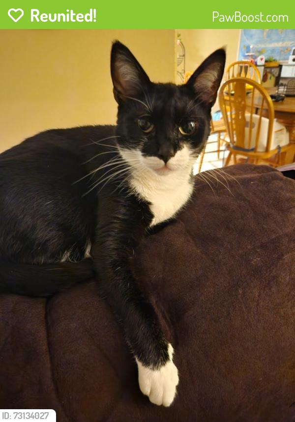 Reunited Female Cat last seen Ridgetop dr/country glen, Keizer, OR 97303