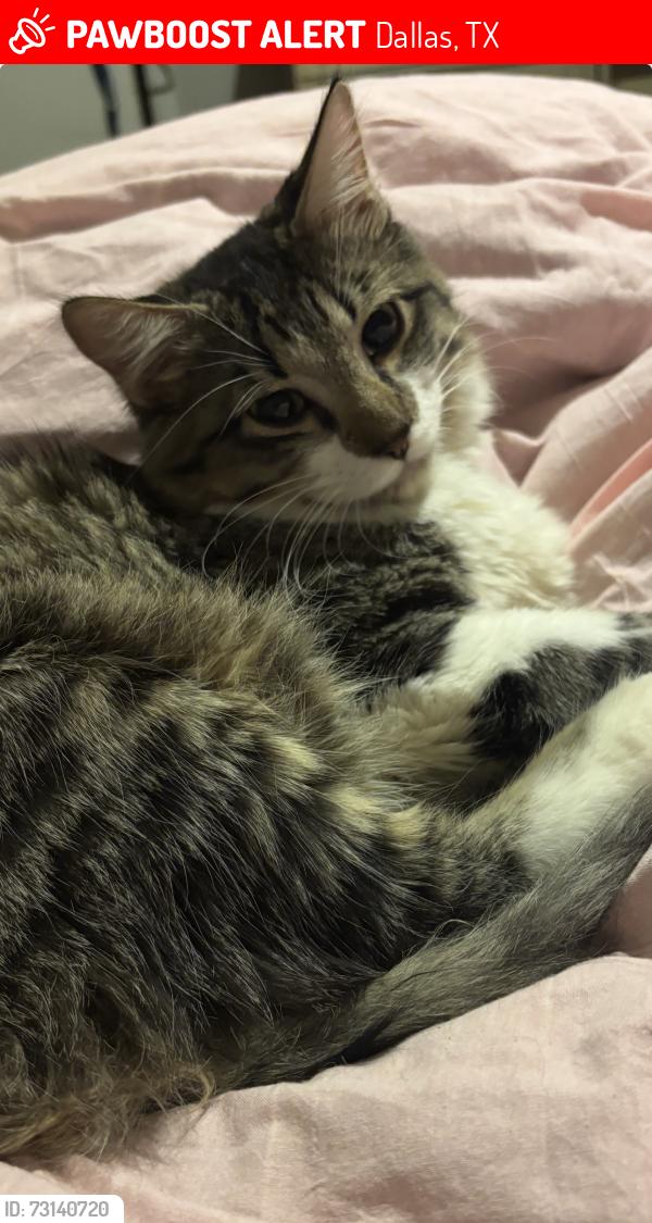 Lost Male Cat last seen Ledbetter and Westmoreland, Dallas, TX 75233