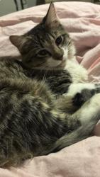 Lost Male Cat last seen Ledbetter and Westmoreland, Dallas, TX 75233