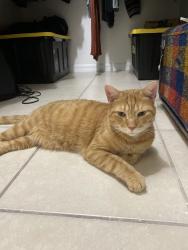 Reunited Male Cat last seen Victoria Woods neighborhood on Summit, West Palm Beach, FL 33415