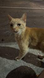 Found/Stray Male Cat last seen Vista springs apmts, Lewisville, TX 75067