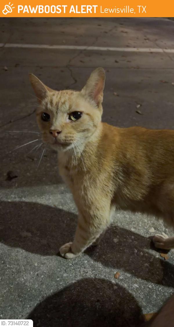 Found/Stray Male Cat last seen Vista springs apmts, Lewisville, TX 75067