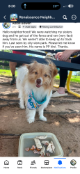 Reunited Male Dog last seen Between 11th and 15th off of Lewis, Tulsa, OK 74104