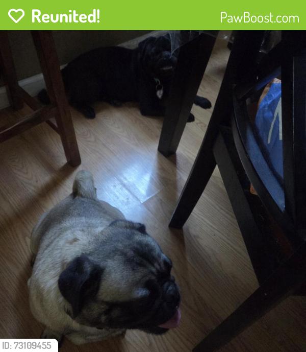Reunited Male Dog last seen White rd, San Jose, CA 95127