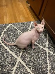 Lost Male Cat last seen Mount Vernon Rd @ Hwy 52, Clermont, GA 30527