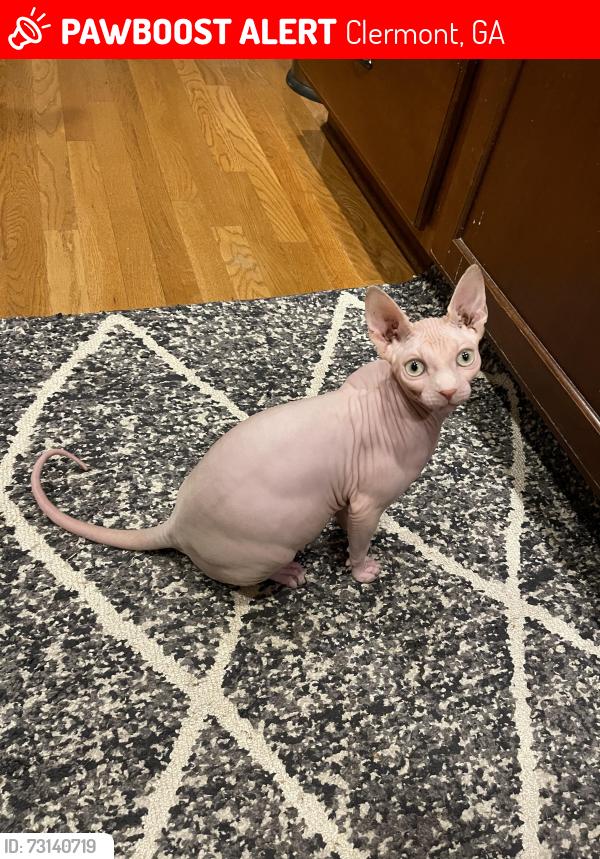 Lost Male Cat last seen Mount Vernon Rd @ Hwy 52, Clermont, GA 30527
