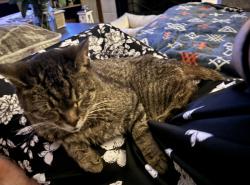 Reunited Female Cat last seen Emerald Parkway, Dublin, OH 43017