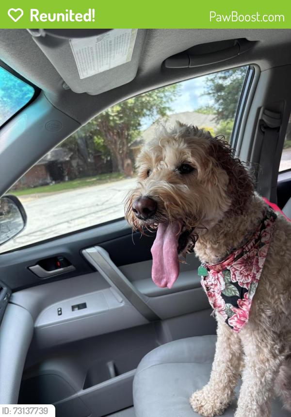 Reunited Female Dog last seen Royal Gate, Arlington, TX 76016