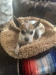 Reunited Female Dog last seen Congress and Linda Avenue, Menlo Park, Tucson, AZ 85745