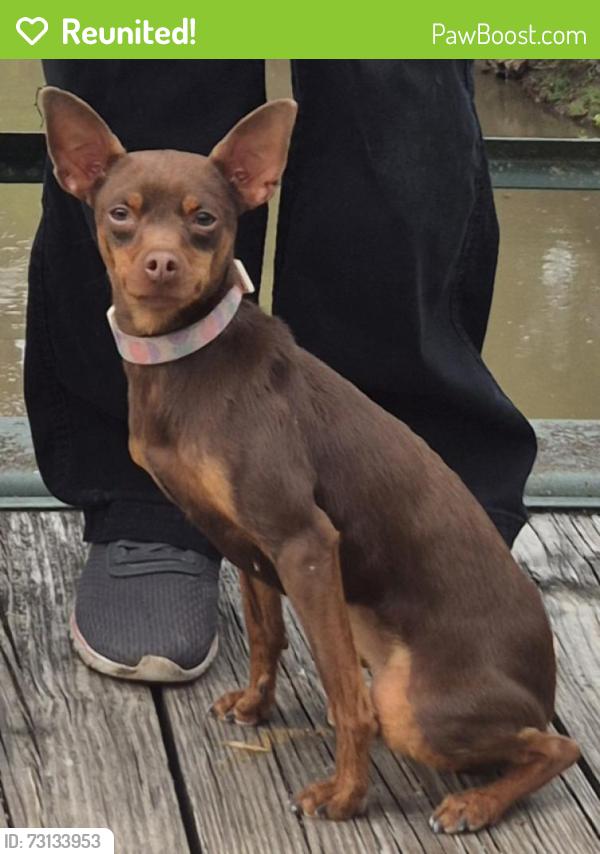 Reunited Female Dog last seen Near garden, Grandview, MO 64030