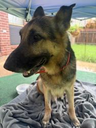 Reunited Male Dog last seen The Islands, Texas City, Texas City, TX 77590