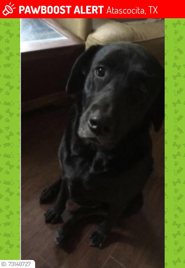 Lost Female Dog last seen Pinehurst Trails, Atascocita, TX 77346