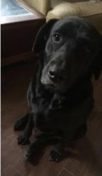 Lost Female Dog last seen Pinehurst Trails, Atascocita, TX 77346