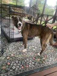 Found/Stray Male Dog last seen New York Street and Oliver, Memphis, TN 38104