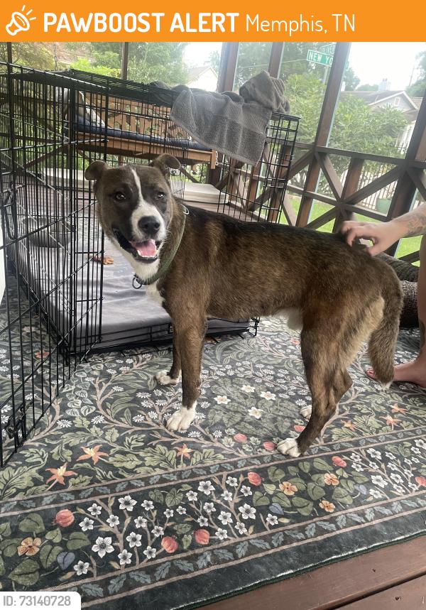 Found/Stray Male Dog last seen New York Street and Oliver, Memphis, TN 38104