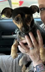 Reunited Female Dog last seen Near Lemon Creek Dr, Walnut, CA 91789, USA, Walnut, CA 91789