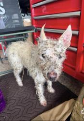 Reunited Male Dog last seen Near and Nob Hill, Burleson, TX 76028