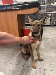 Found/Stray Female Dog last seen Yale st, Houston, TX 77091
