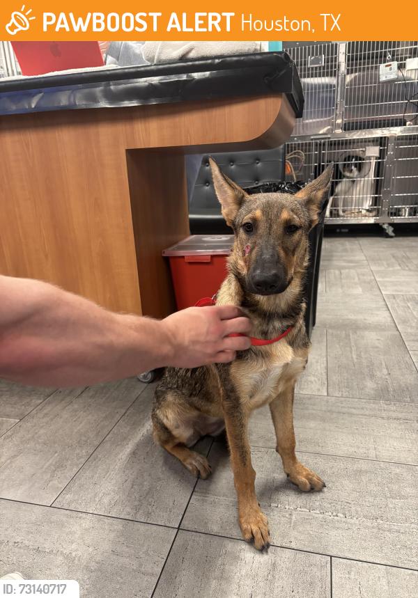 Found/Stray Female Dog last seen Yale st, Houston, TX 77091
