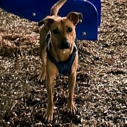 Reunited Female Dog last seen Near E Olive St, Seattle, WA 98122, Seattle, WA 98122