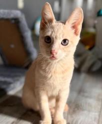 Shelter Stray Female Cat last seen Near Elaine Drive Decatur, GA 30035, 30035, GA, 3280 Chamblee Dunwoody Rd, Chamblee, GA 30341, USA
