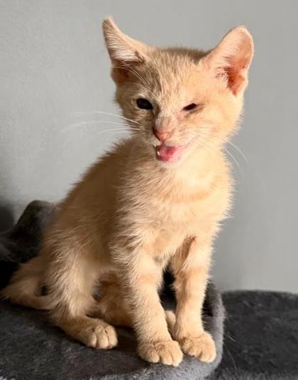 Shelter Stray Male Cat last seen Near Elaine Drive Decatur, GA 30035, 30035, GA, 3280 Chamblee Dunwoody Rd, Chamblee, GA 30341, USA