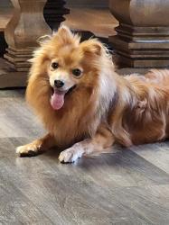 Reunited Male Dog last seen McKay highschool, Salem, OR 97305