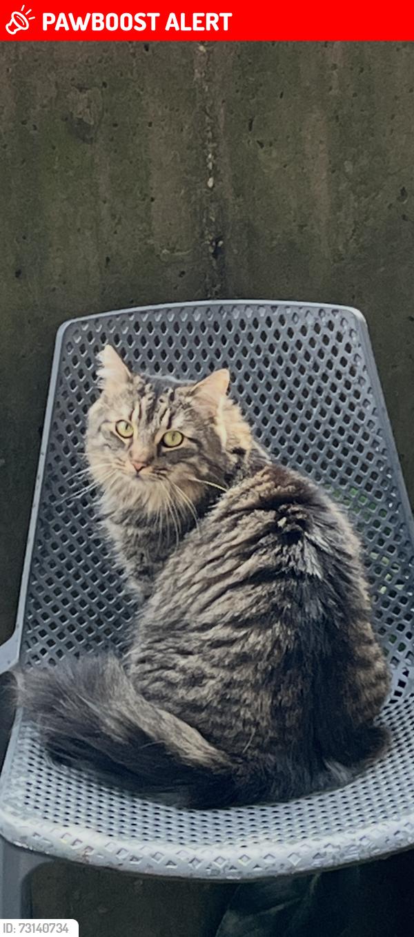 Lost Male Cat last seen Laurel Ridge Community, Buncombe County, NC 28711