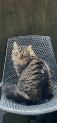 Lost Male Cat last seen Laurel Ridge Community, Buncombe County, NC 28711