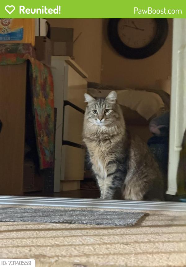 Reunited Male Cat last seen Near the canyon country apmts, Santa Clarita, CA 91351