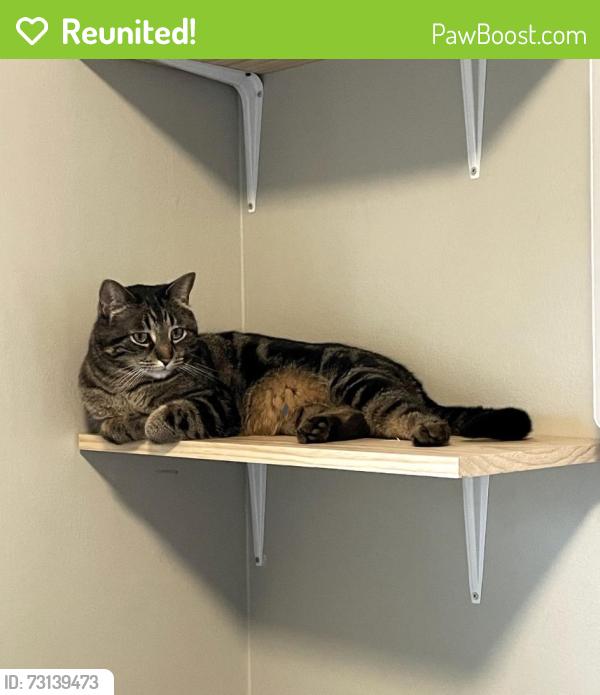 Reunited Male Cat last seen Park Pl and Buffalo Grove Rd, Arlington Heights, IL 60004