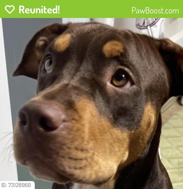Reunited Unknown Dog last seen Harrison and St. Ferdinand, Florissant, MO 63031