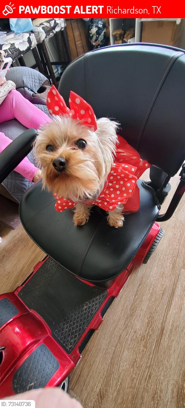 Lost Female Dog last seen Audelia, Richardson, TX 75081