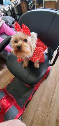 Lost Female Dog last seen Audelia, Richardson, TX 75081