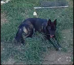 Reunited Female Dog last seen Glasgow Dr & Orkney, San Antonio, TX 78223, USA, San Antonio, TX 78223
