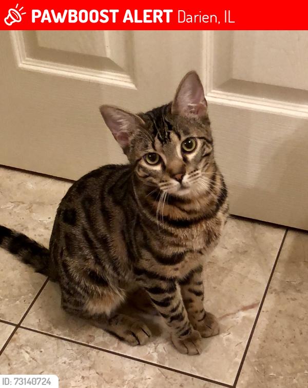 Lost Male Cat last seen Waterfall Glen Blvd/South Frontage rd, Darien, IL 60561