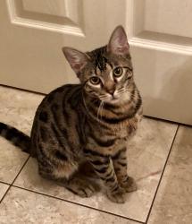 Lost Male Cat last seen Waterfall Glen Blvd/South Frontage rd, Darien, IL 60561