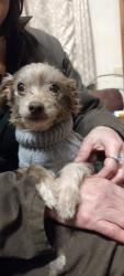 Lost Female Dog last seen Near Mimosa Circle Carrollton Ga 30126, Carrollton, GA 30116