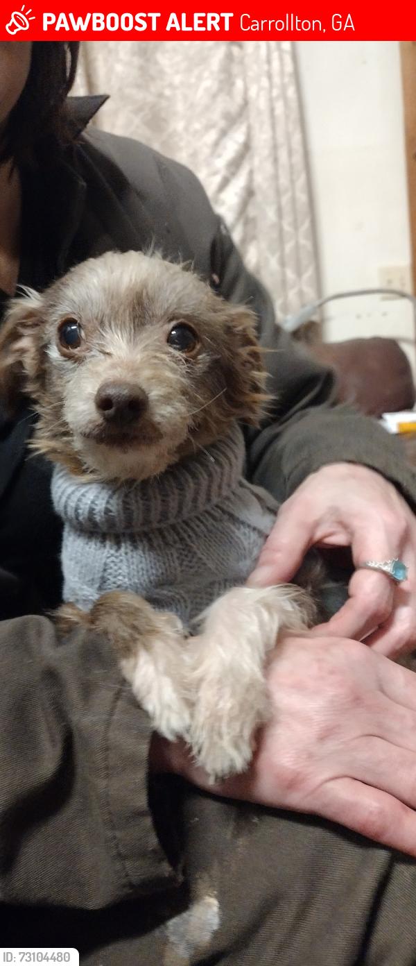Lost Female Dog last seen Near Mimosa Circle Carrollton Ga 30126, Carrollton, GA 30116