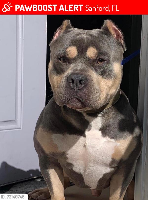 Lost Male Dog last seen 24th park ave, Sanford, FL 32771