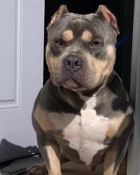 Lost Male Dog last seen 24th park ave, Sanford, FL 32771