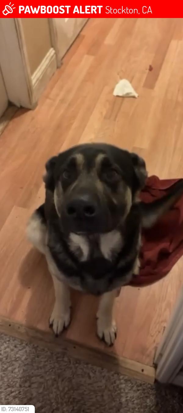 Lost Male Dog last seen Near lincoln village, Stockton, CA 95207