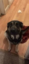 Lost Male Dog last seen Near lincoln village, Stockton, CA 95207