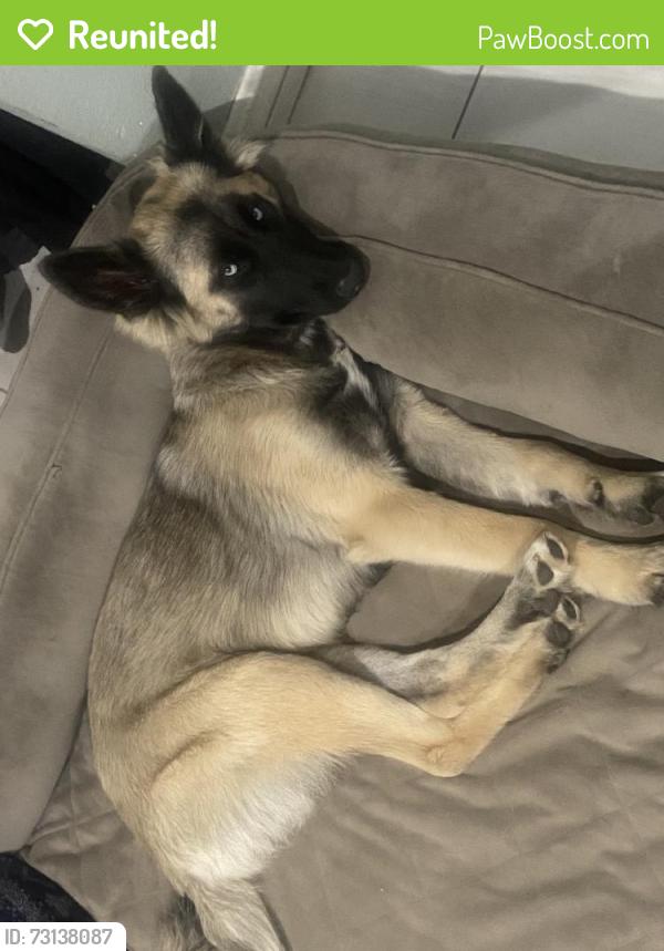 Reunited Female Dog last seen Near E San Vincente St, Compton, CA 90221, USA, Compton, CA 90221